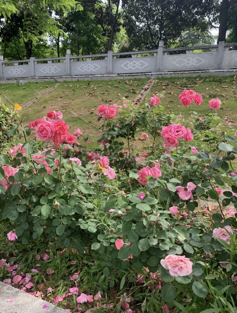 伏牛山地质公园广场旅行图片 1