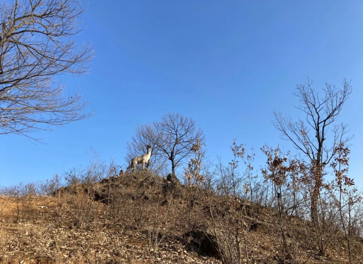 鹿鸣山风景区旅行图片 3