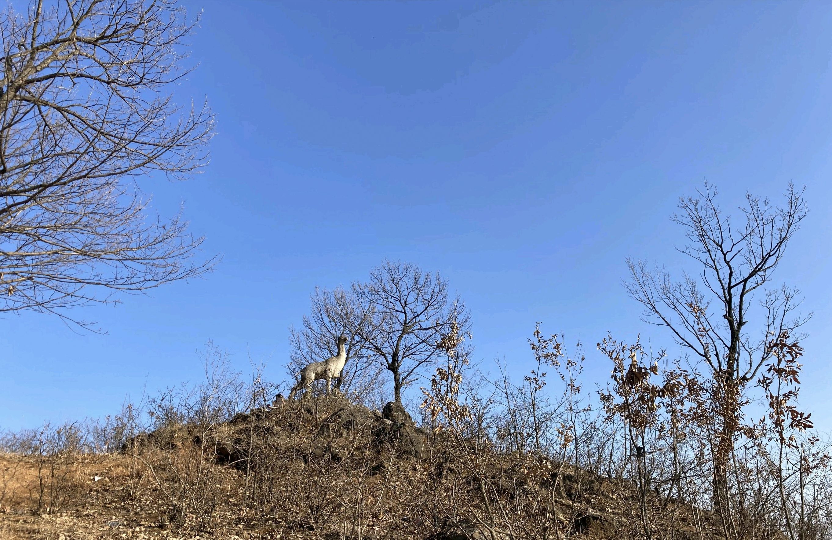 鹿鸣山风景区旅行图片 2