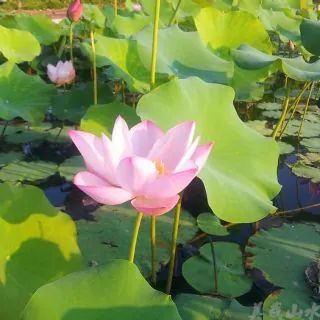白河国家城市湿地公园旅行图片 3