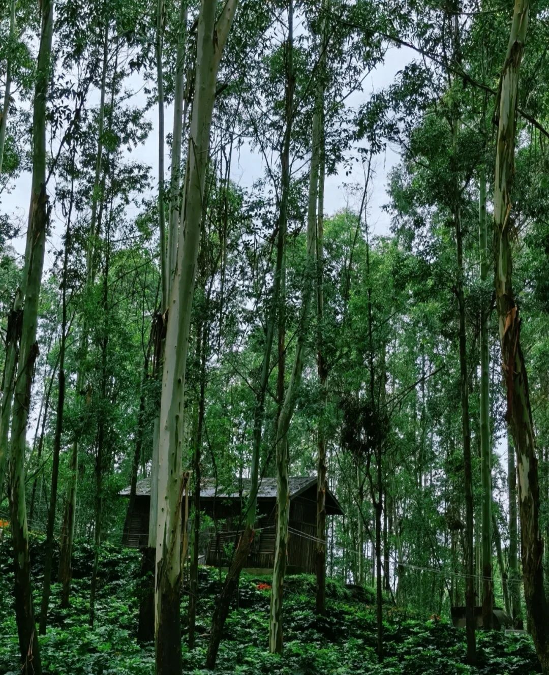 龙泉山公园旅行图片 3