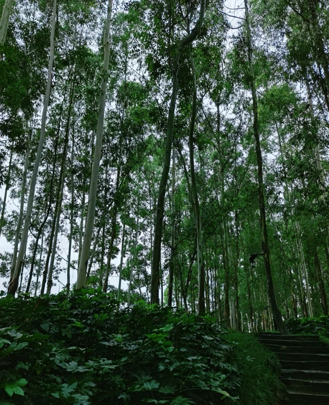 龙泉山公园旅行图片 2