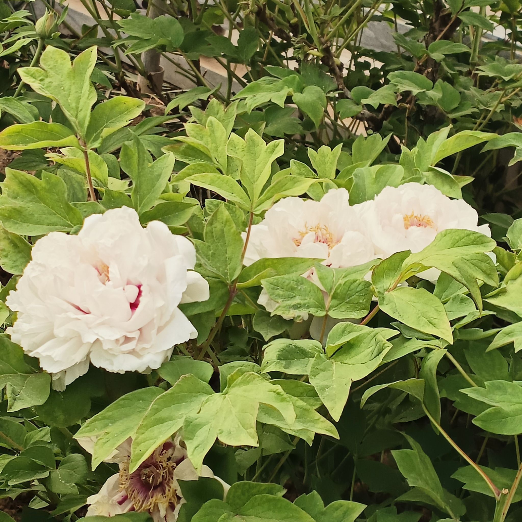 洛浦公园旅行图片 2