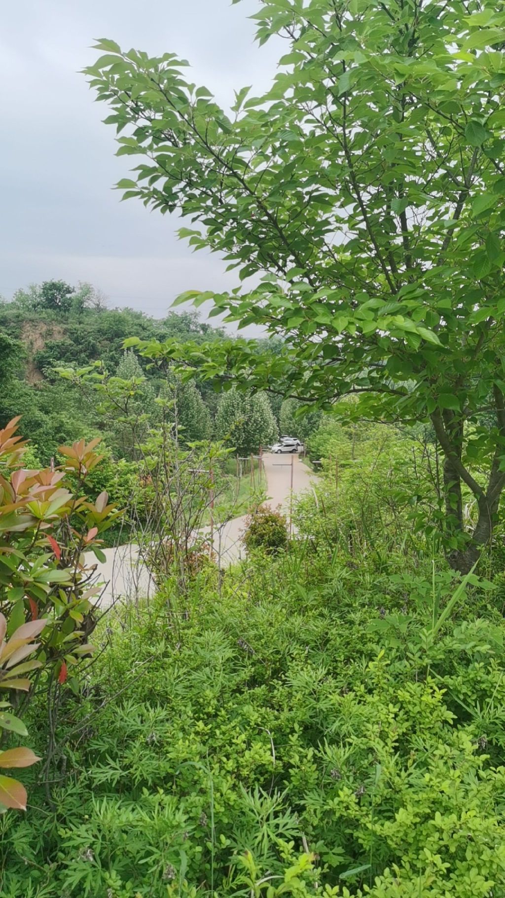 樱桃沟风景区旅行图片 1