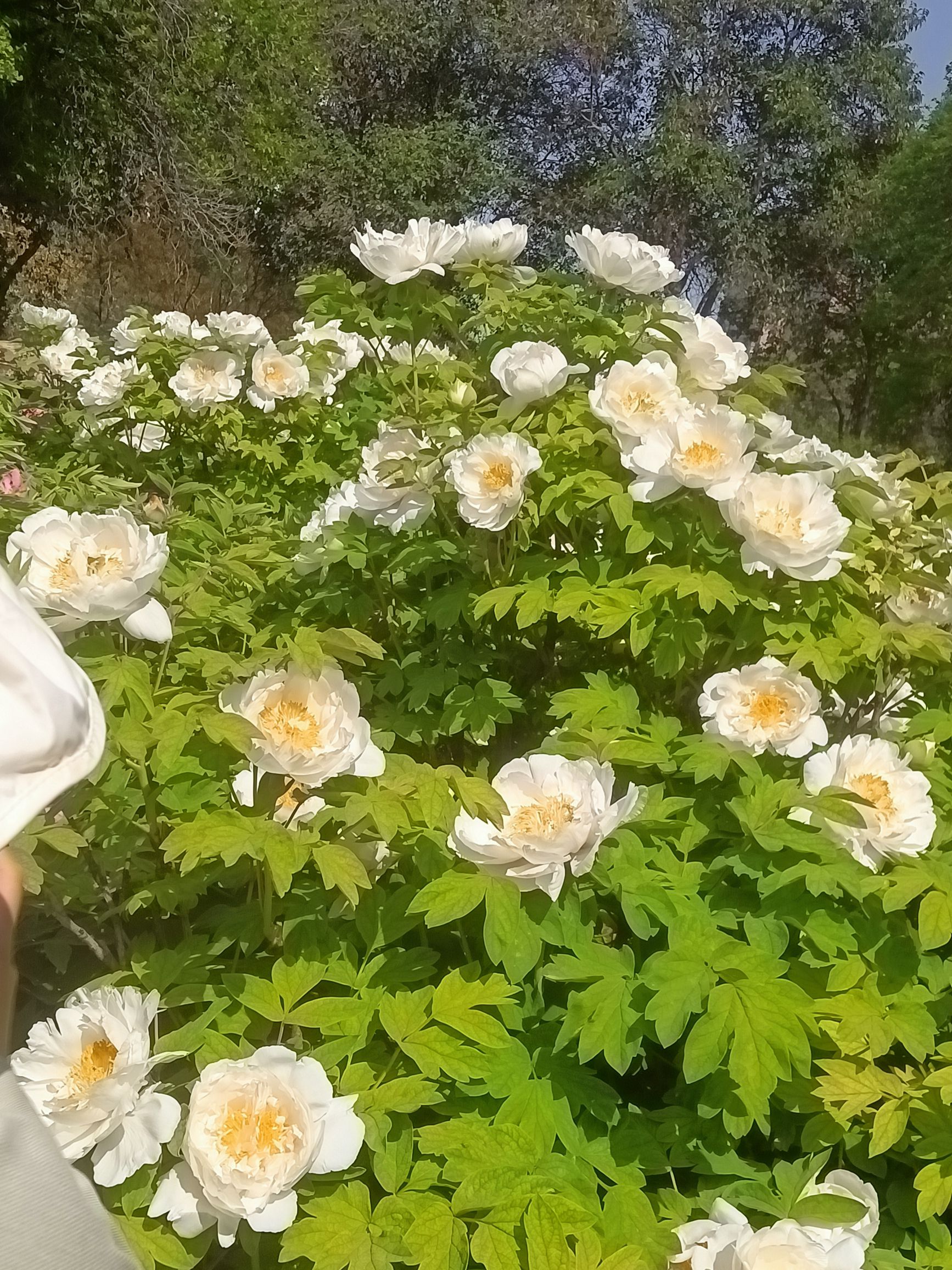 王城公园旅行图片 3