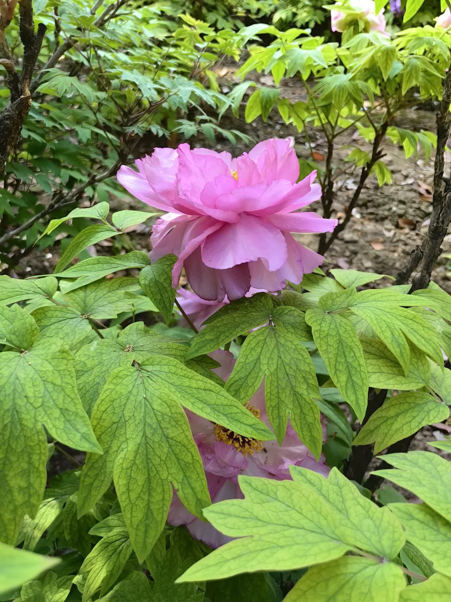 王城公园旅行图片 3