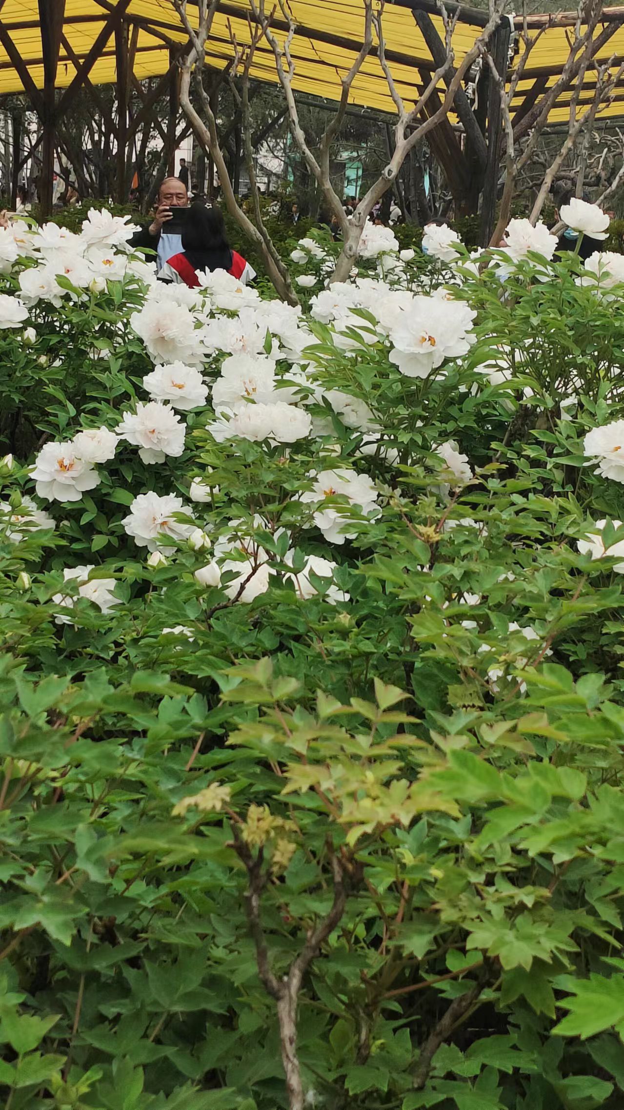 王城公园旅行图片 1