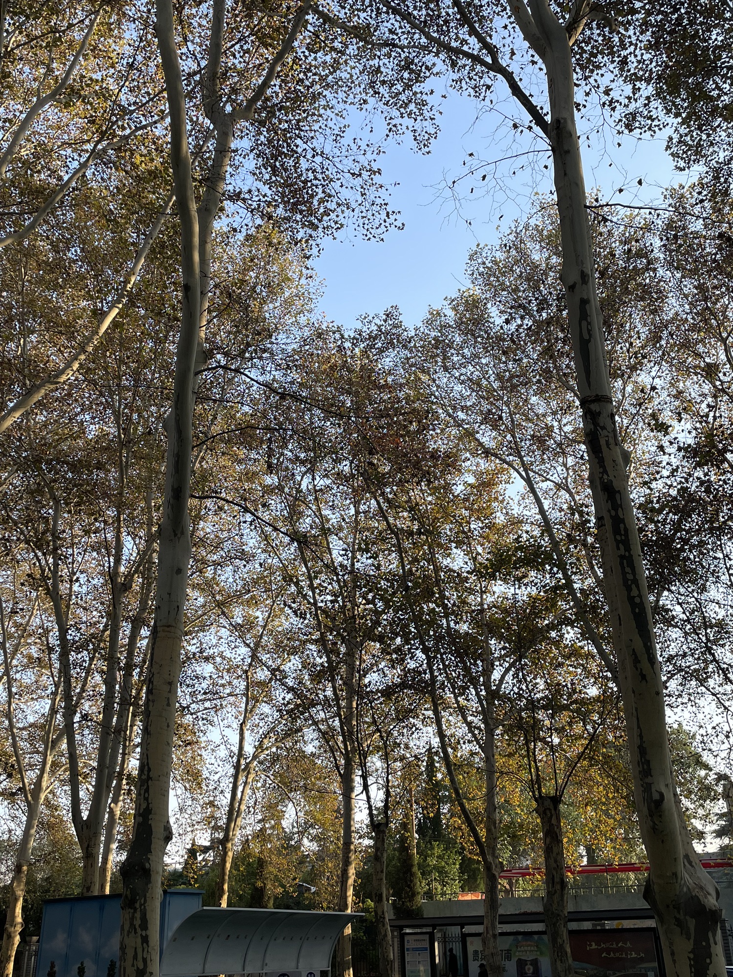 牡丹广场旅行图片 2