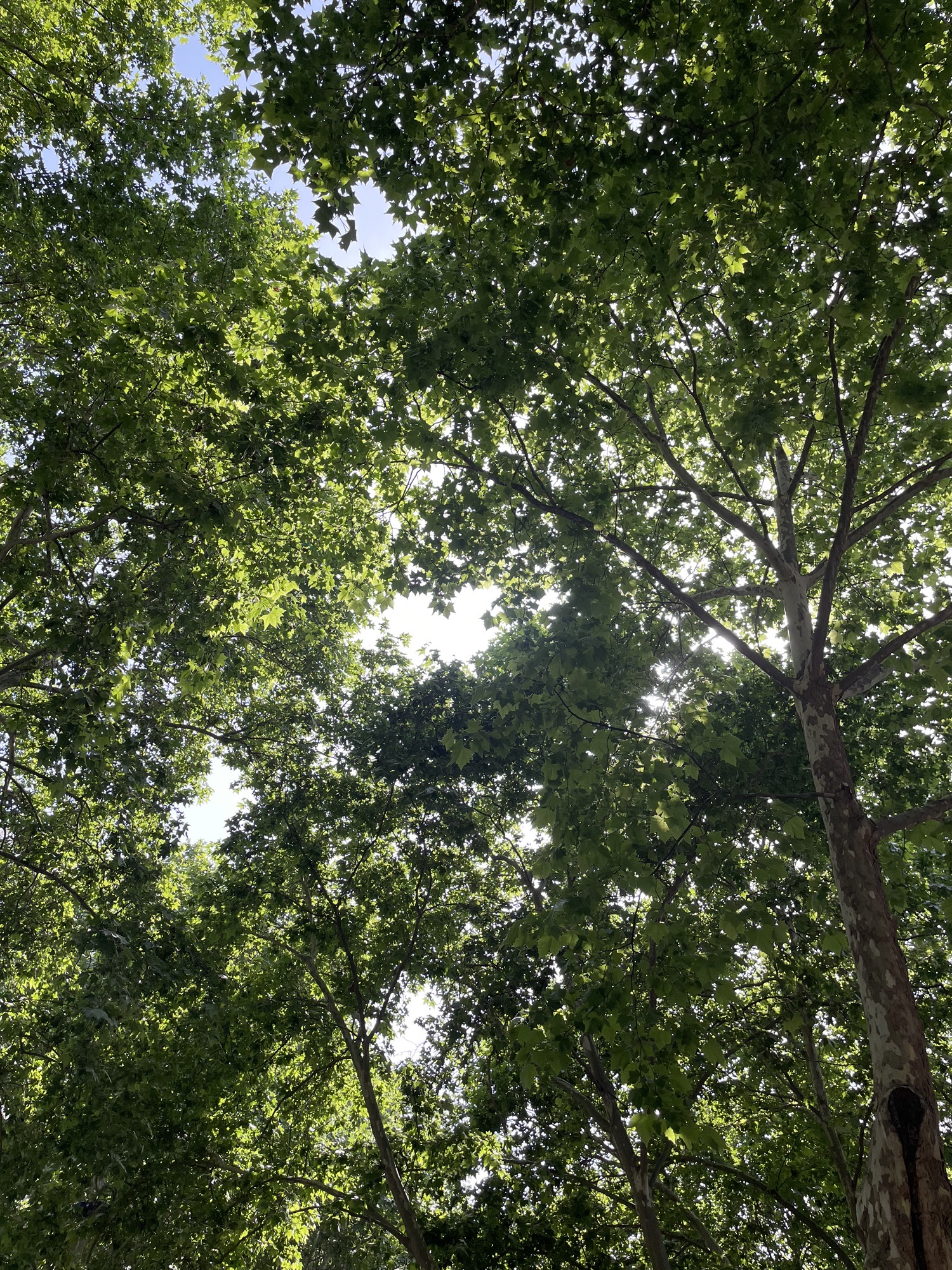 牡丹广场旅行图片 3