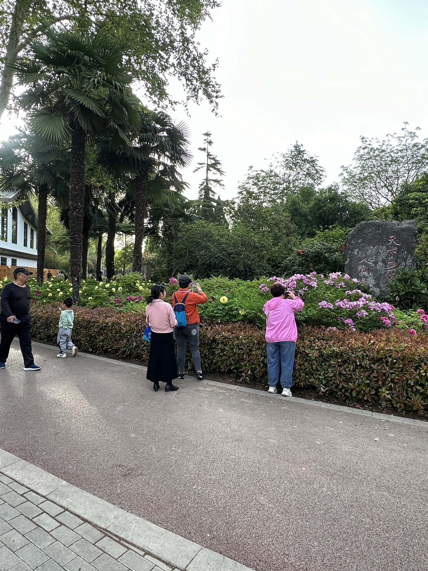 牡丹公园旅行图片 2