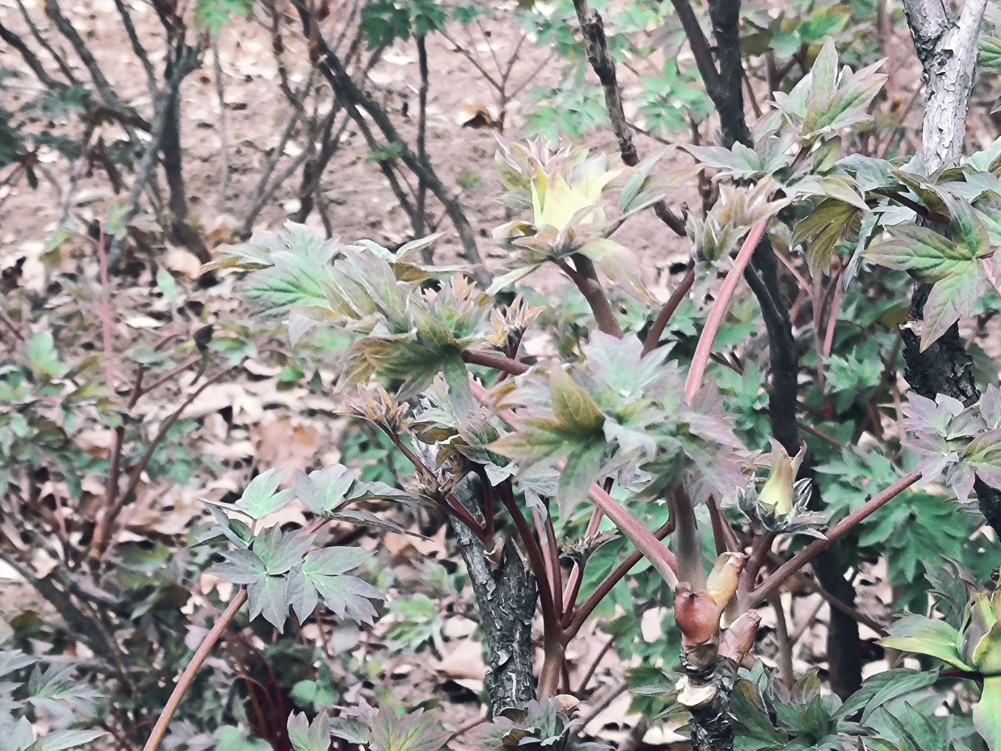 牡丹公园旅行图片 1