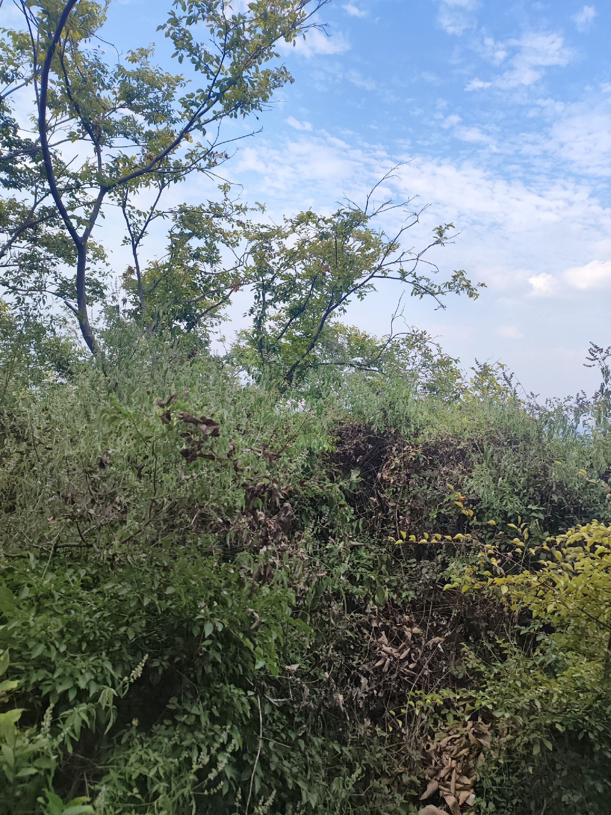 郁山国家森林公园旅行图片 1