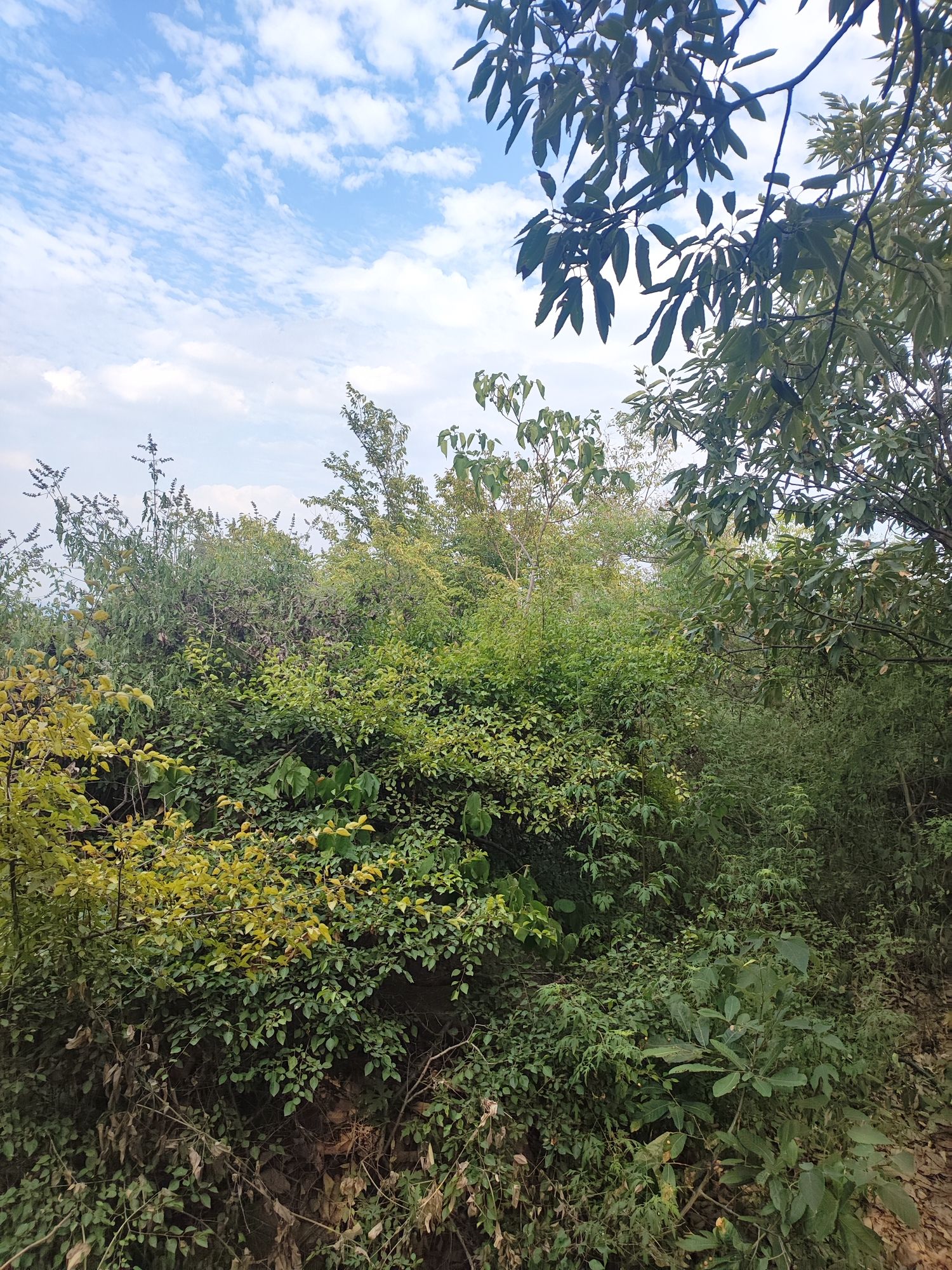 郁山国家森林公园旅行图片 2