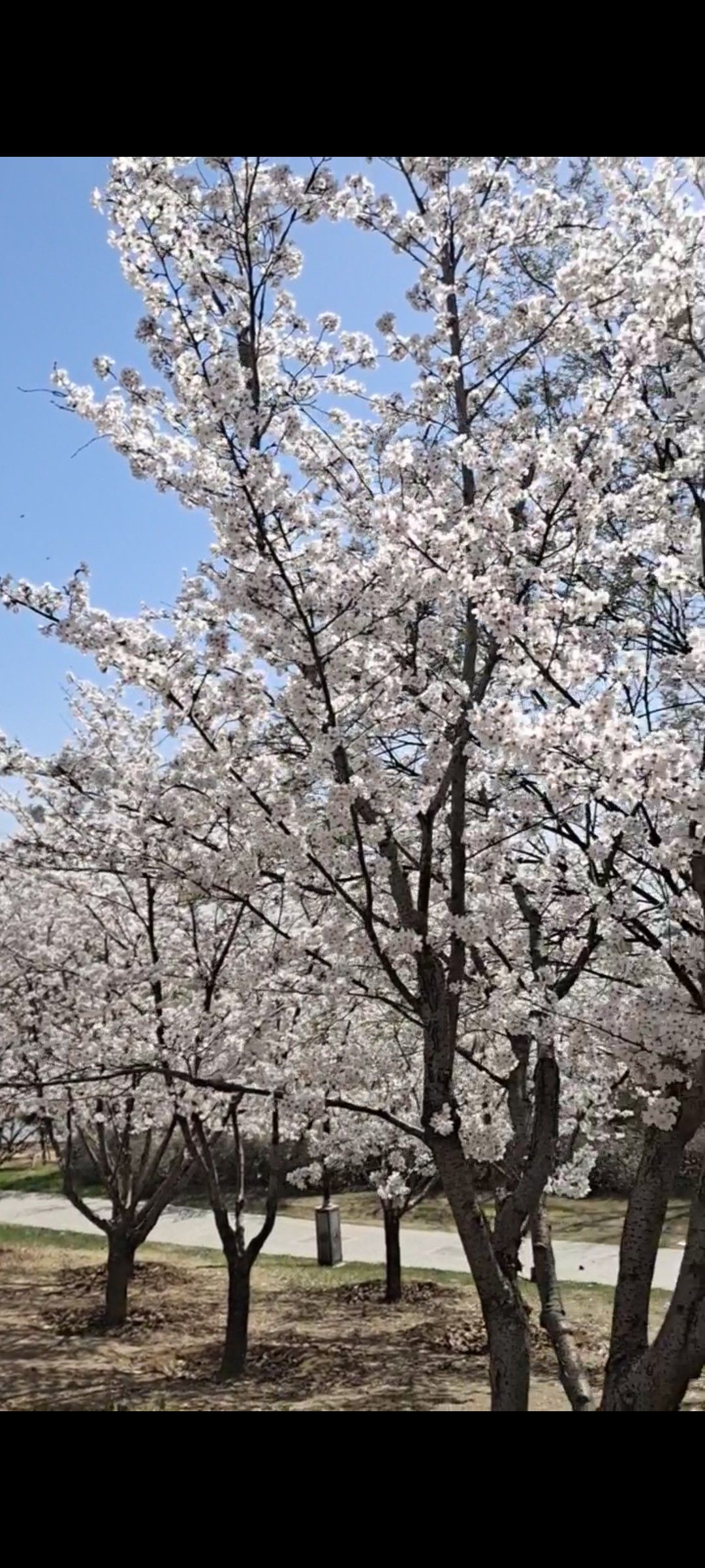 丝绸之路公园旅行图片 1