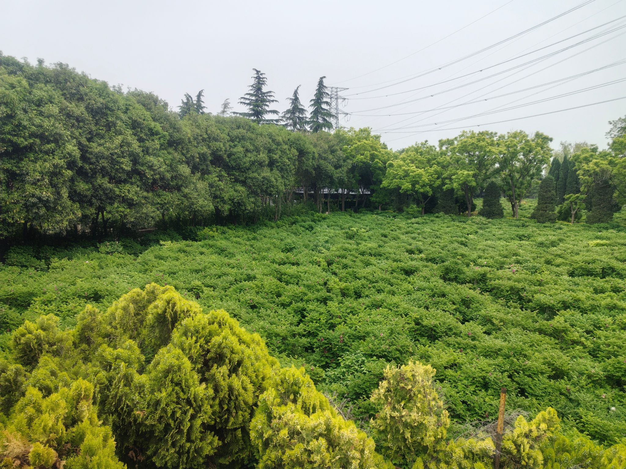 洛阳国花园旅行图片 3