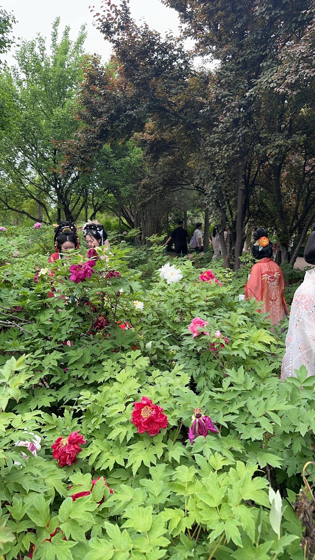 国际牡丹园旅行图片 2