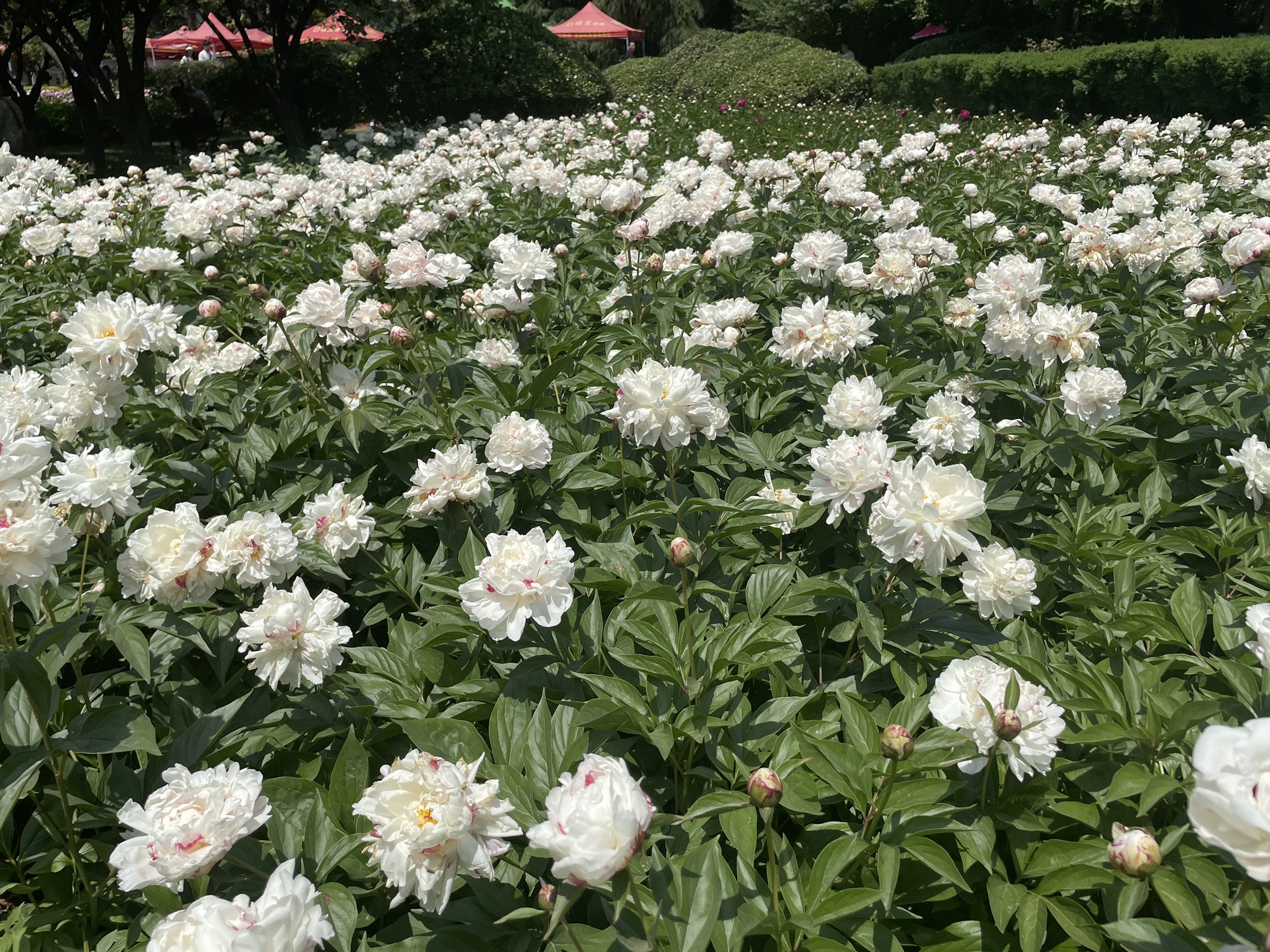 中国国花园旅行图片 1