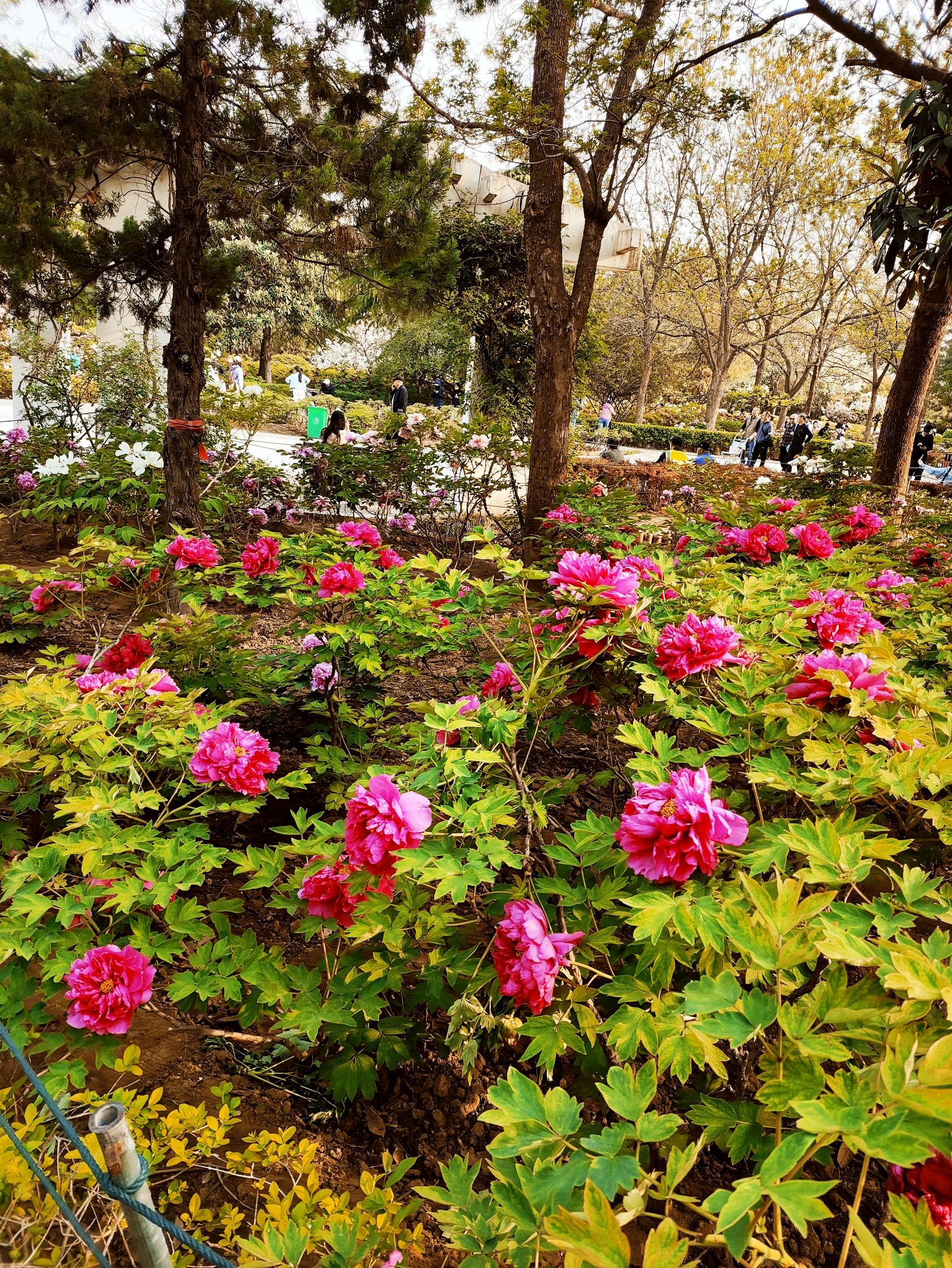 中国国花园旅行图片 2