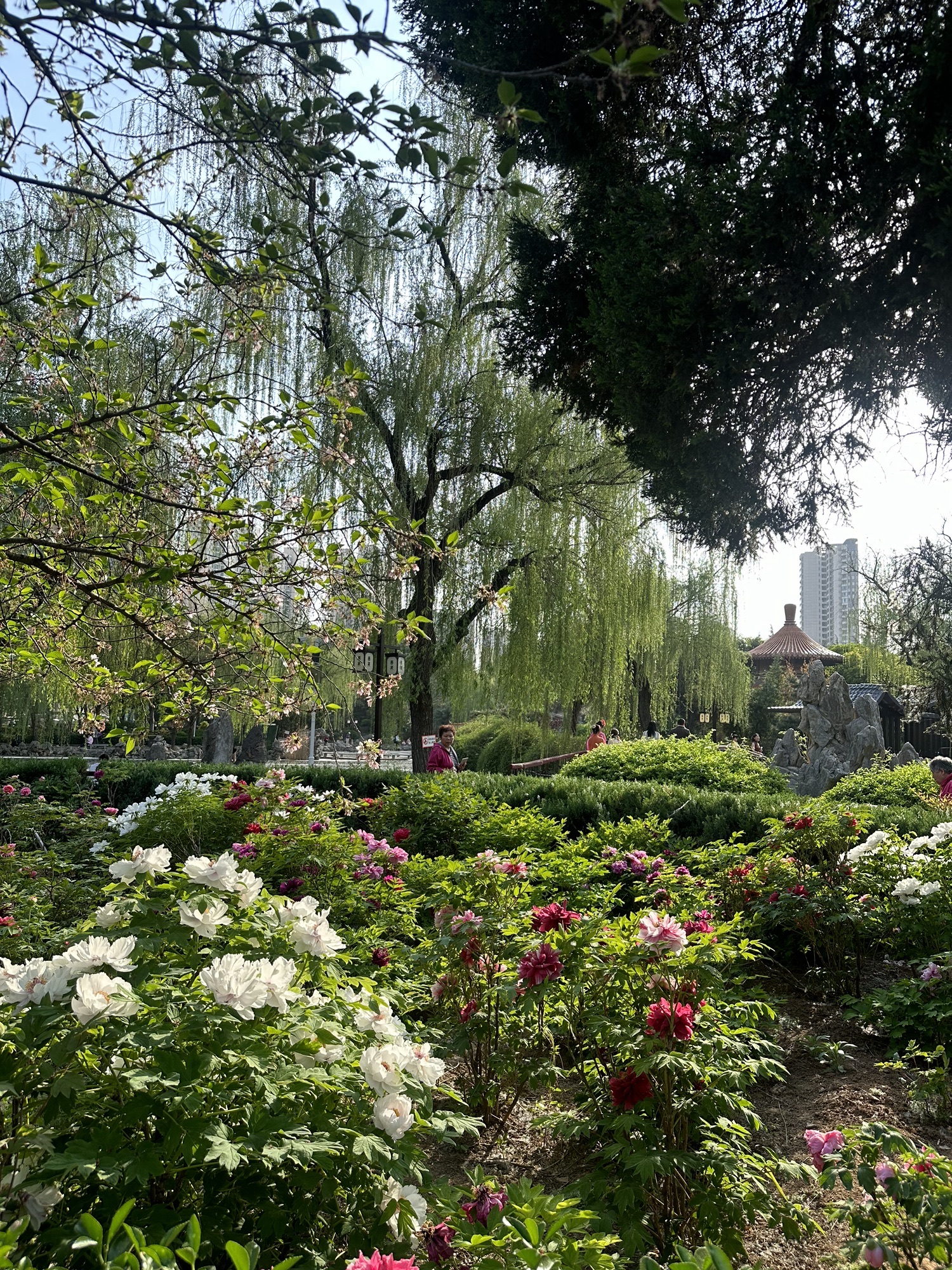 西苑公园旅行图片 1