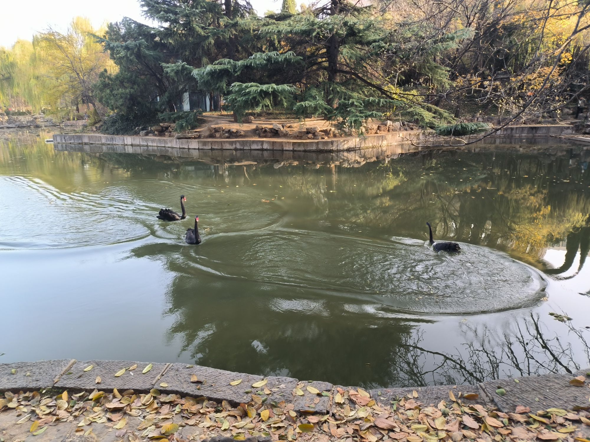 西苑公园旅行图片 3