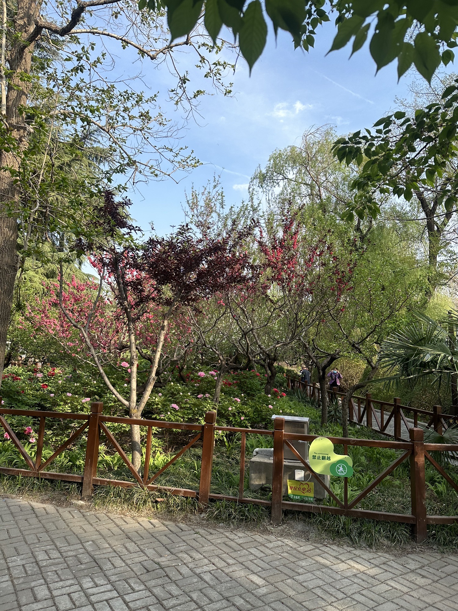 西苑公园旅行图片 2