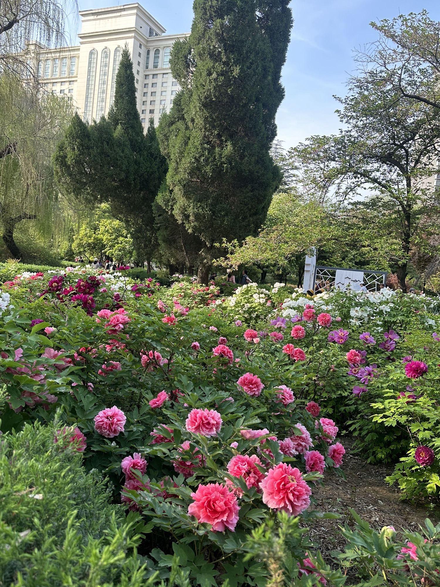 西苑公园旅行图片 3