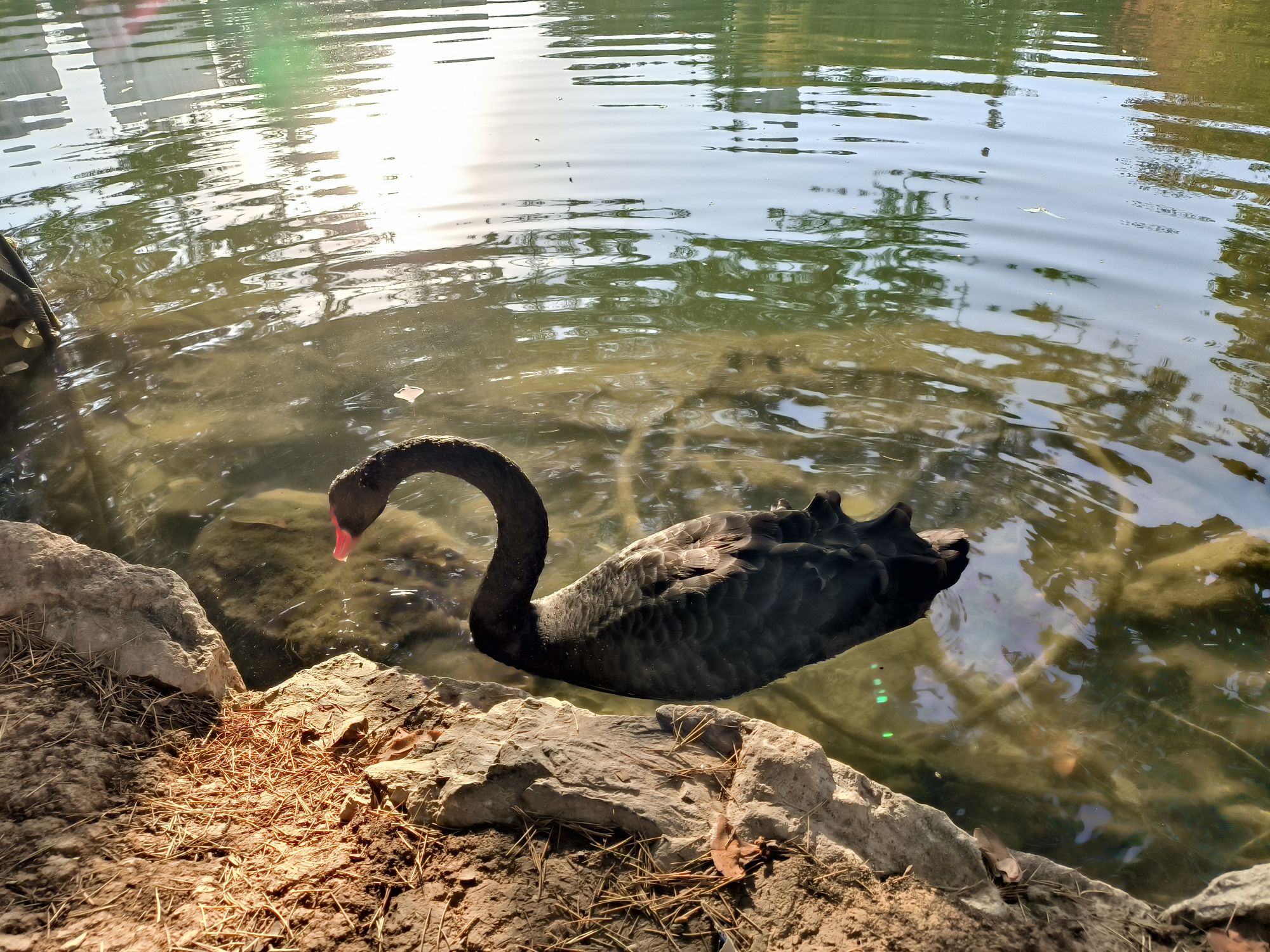 西苑公园旅行图片 1