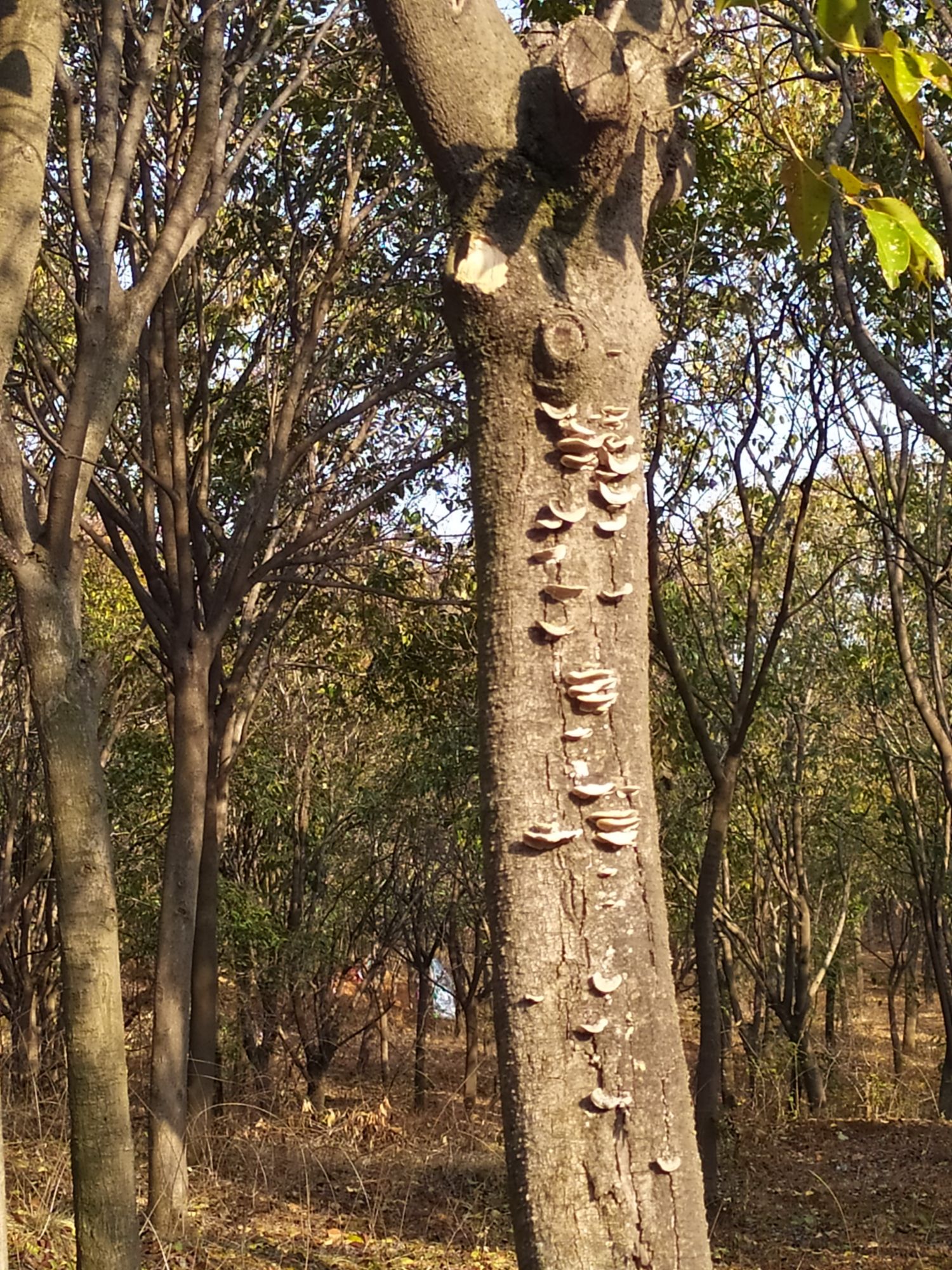 香鹿山生态园旅行图片 3
