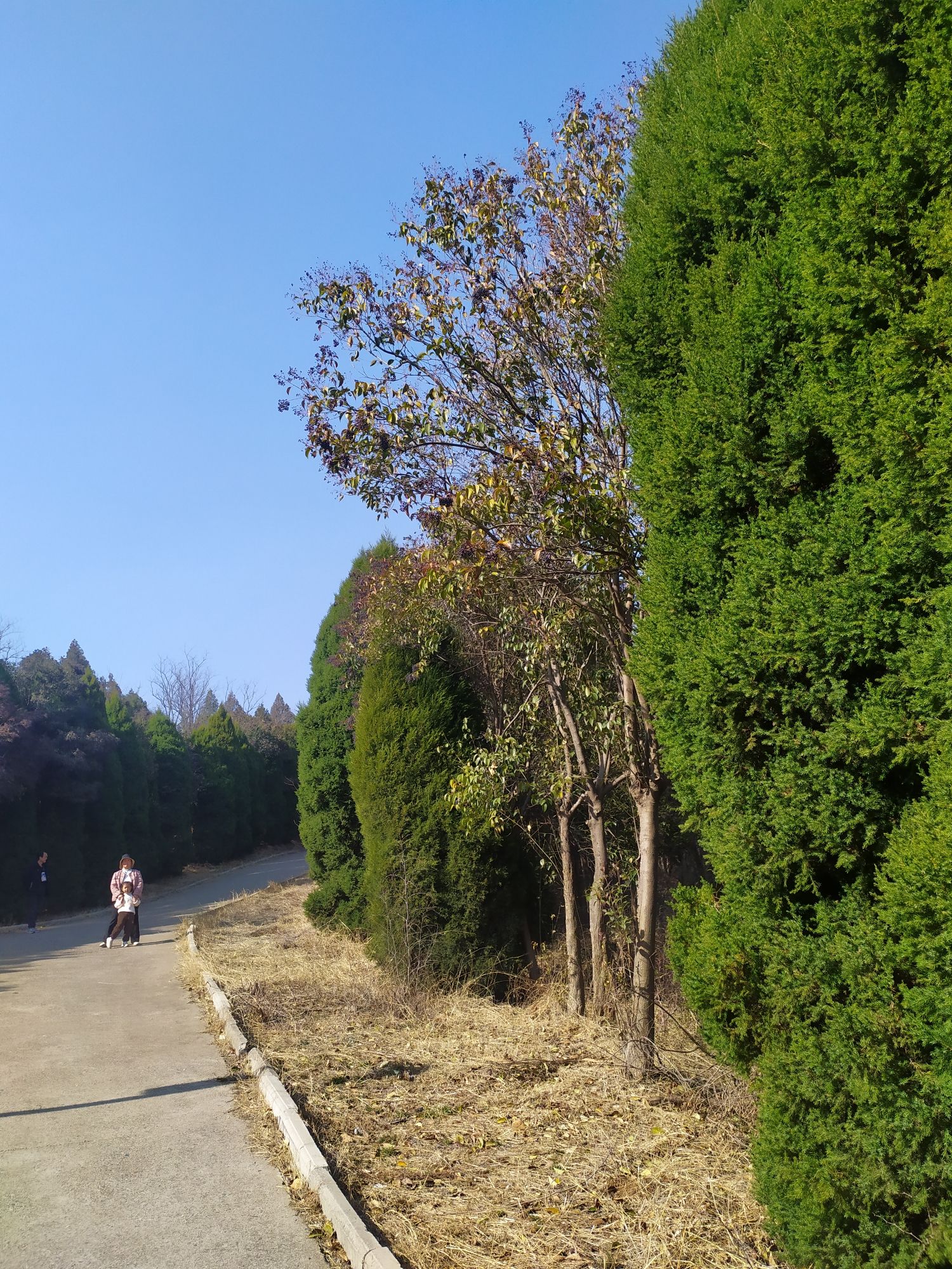 香鹿山生态园旅行图片 2