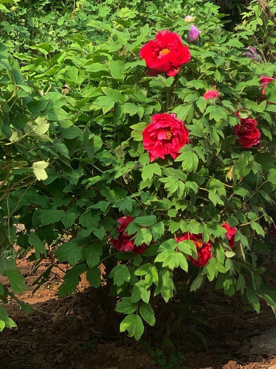 国家牡丹园旅行图片 2