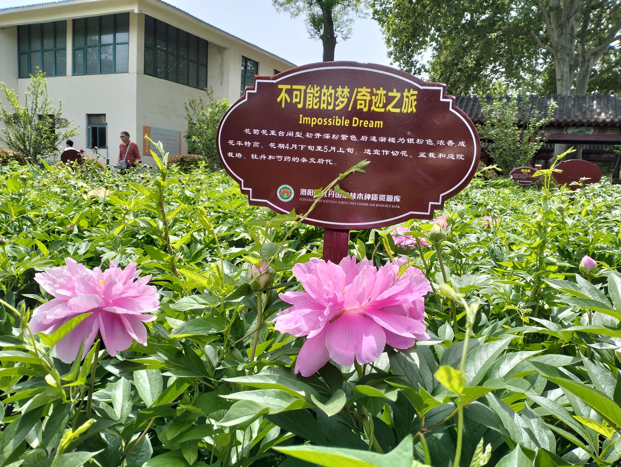 国家牡丹园旅行图片 1