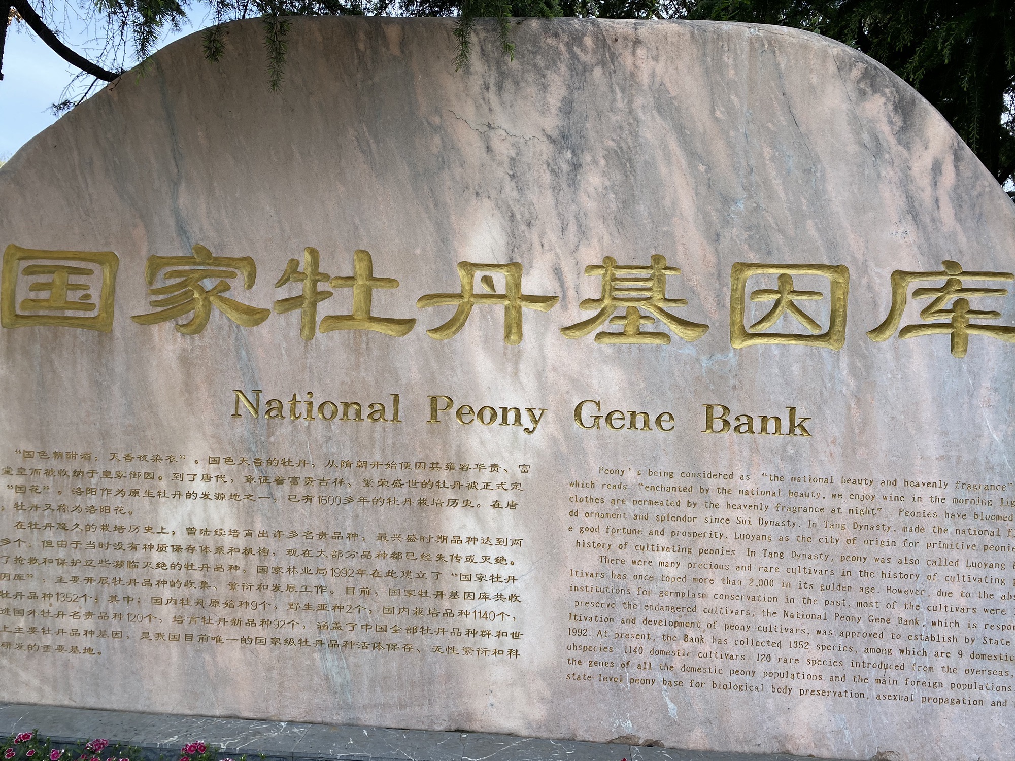 国家牡丹园旅行图片 1