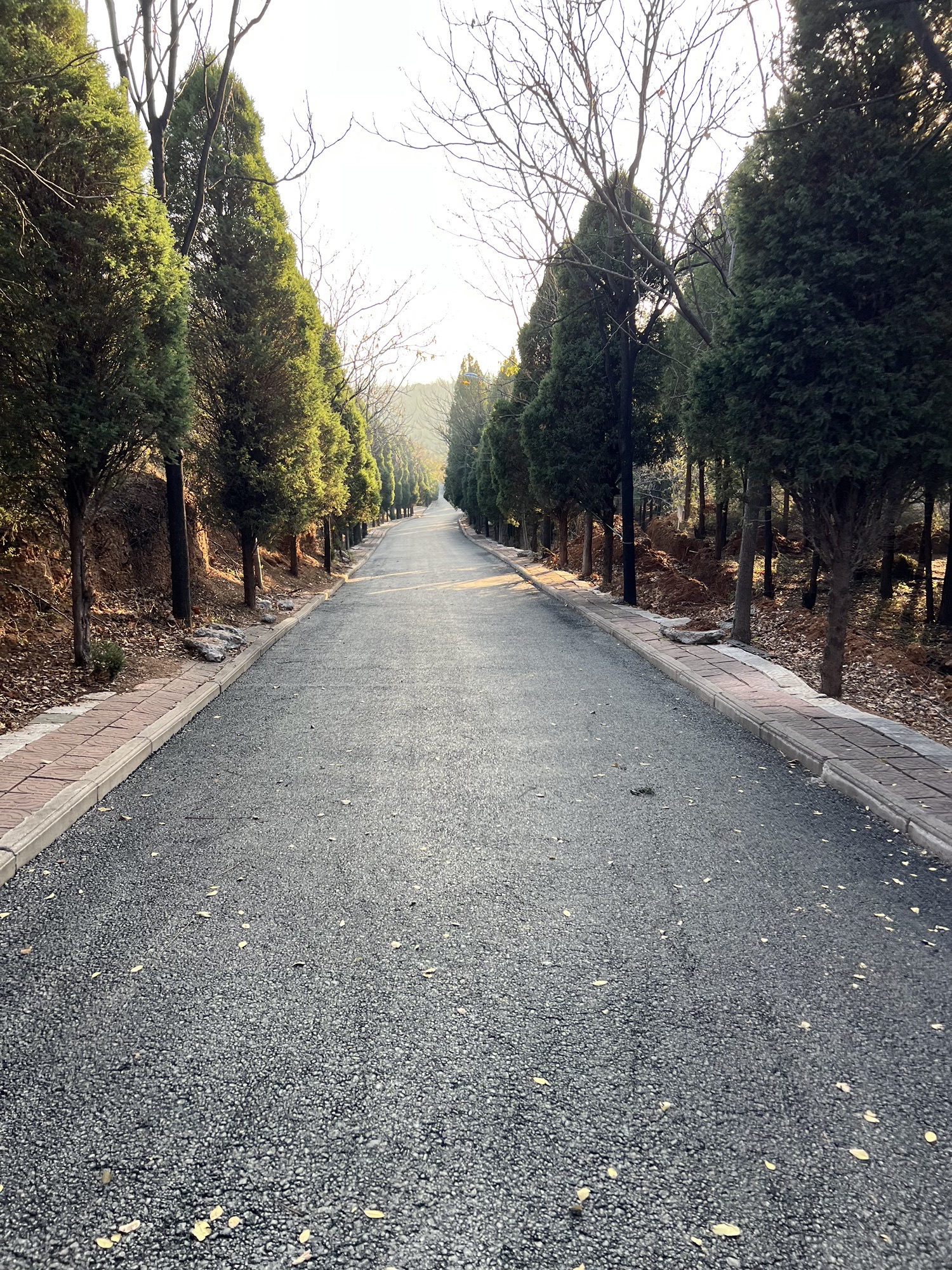 荆山森林公园旅行图片 3