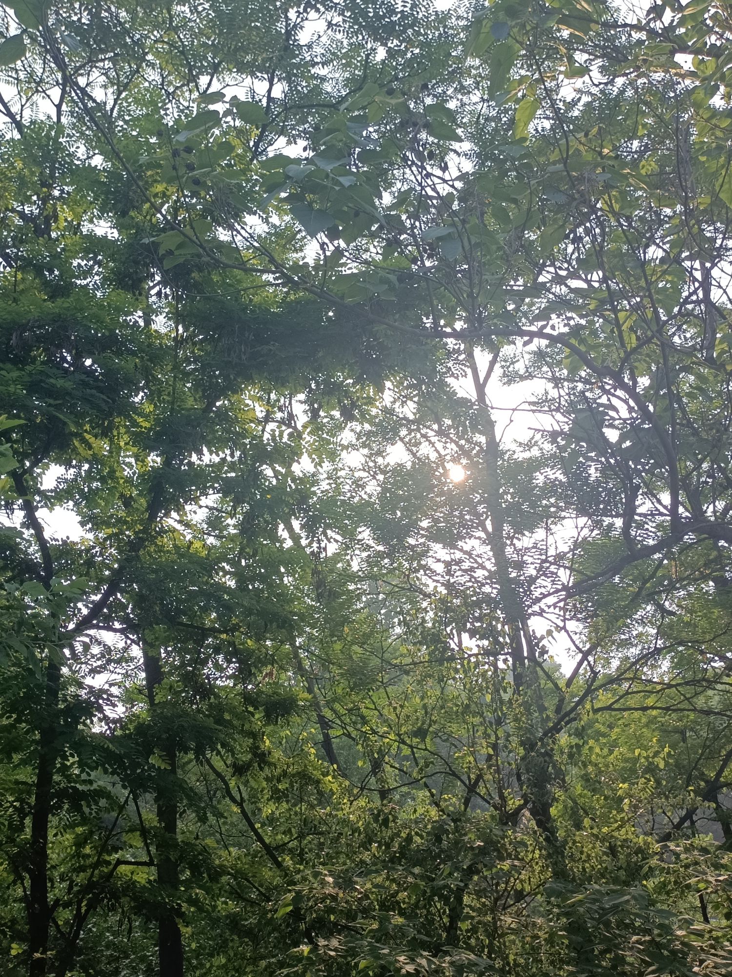伊川西山植物园旅行图片 2