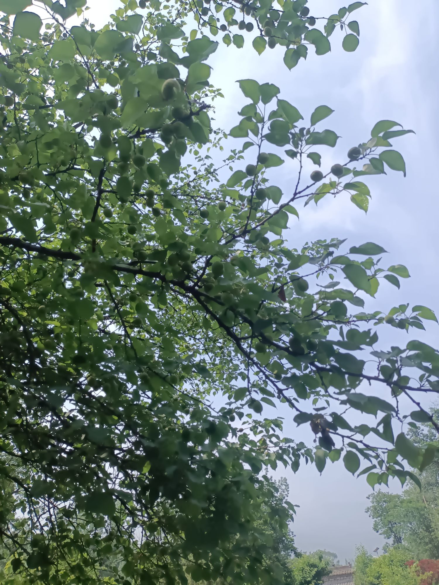 伊川西山植物园旅行图片 1