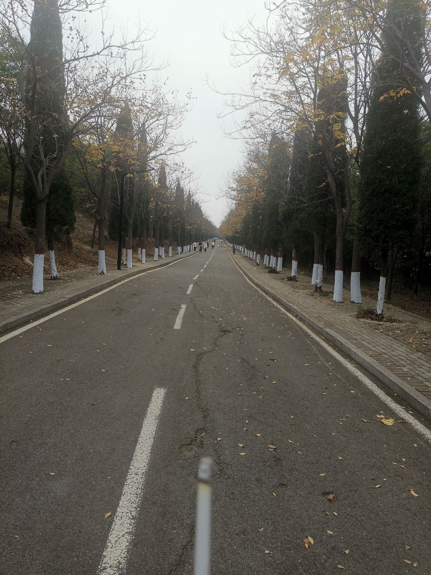 伊川西山植物园旅行图片 2