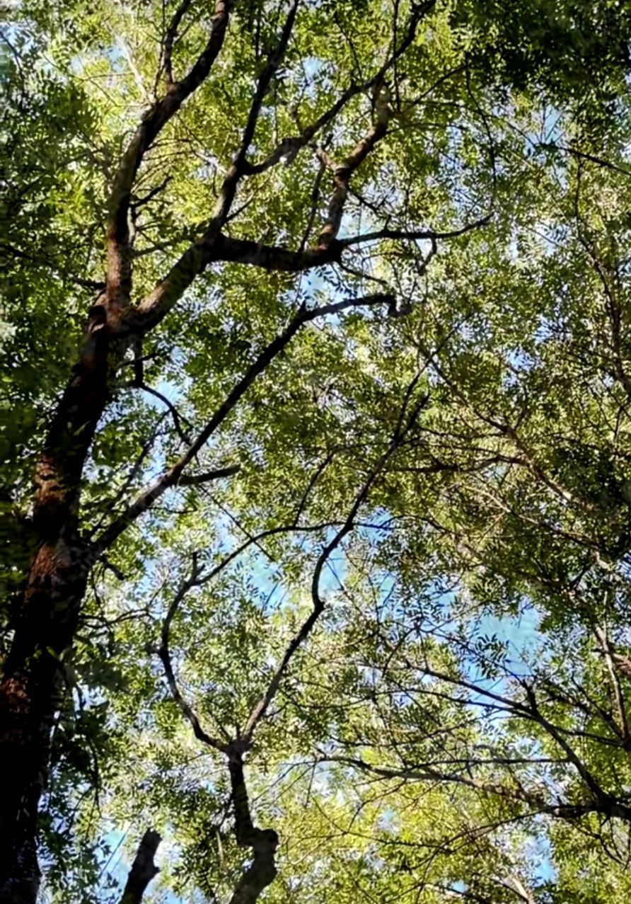 伊川西山植物园旅行图片 3
