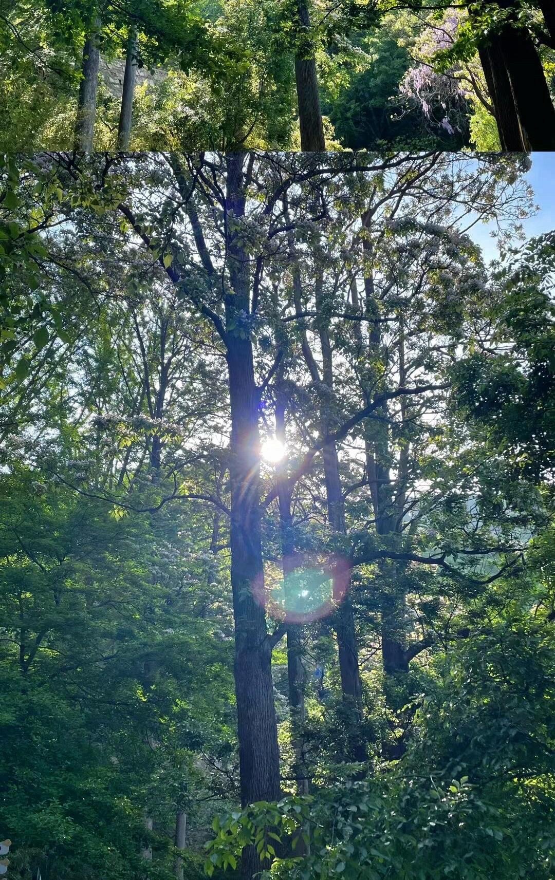 洛阳花果山国家森林公园旅行图片 3