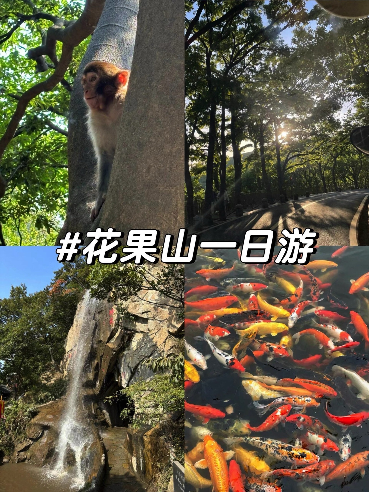 洛阳花果山国家森林公园旅行图片 1