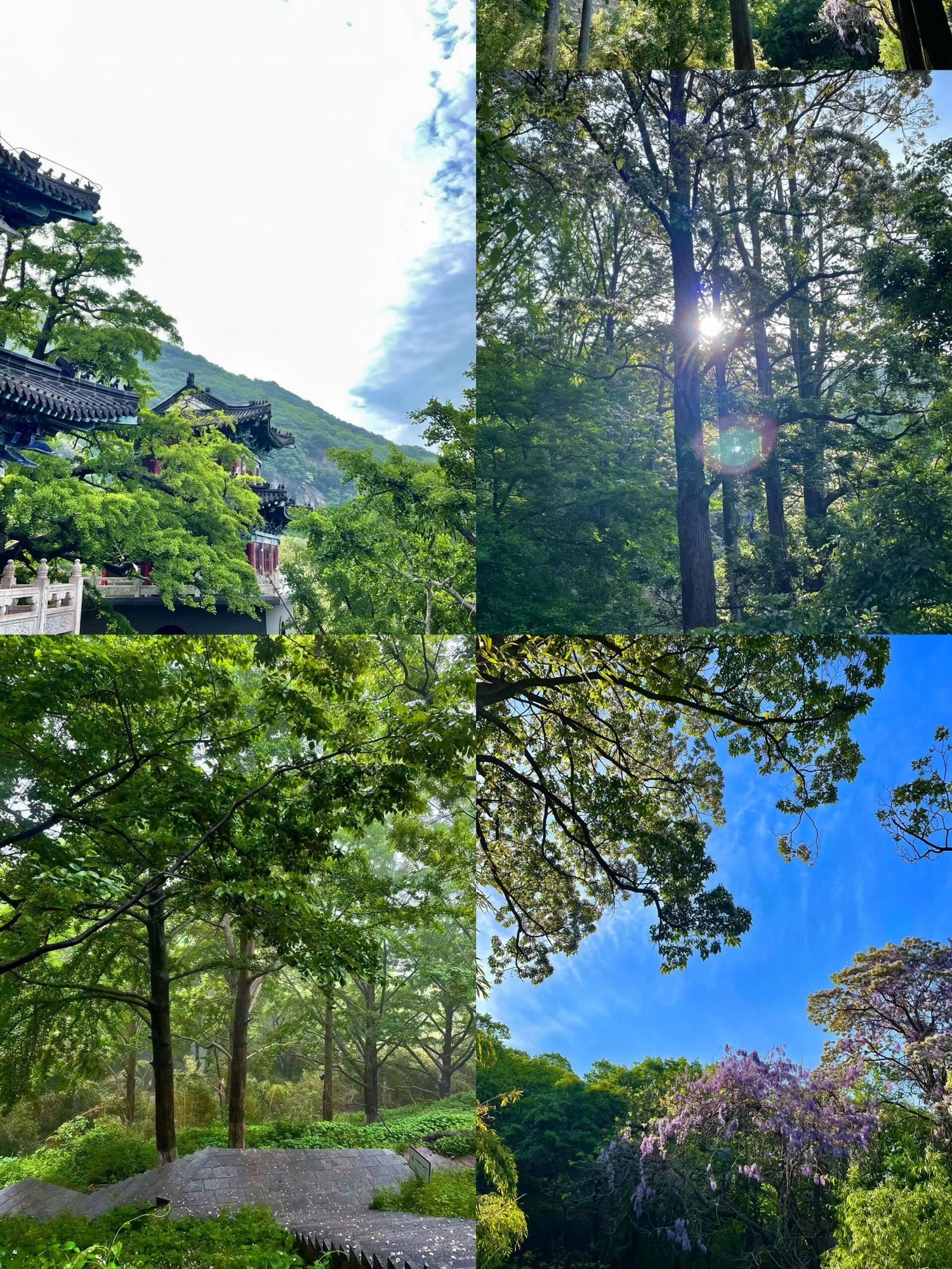 洛阳花果山国家森林公园旅行图片 2