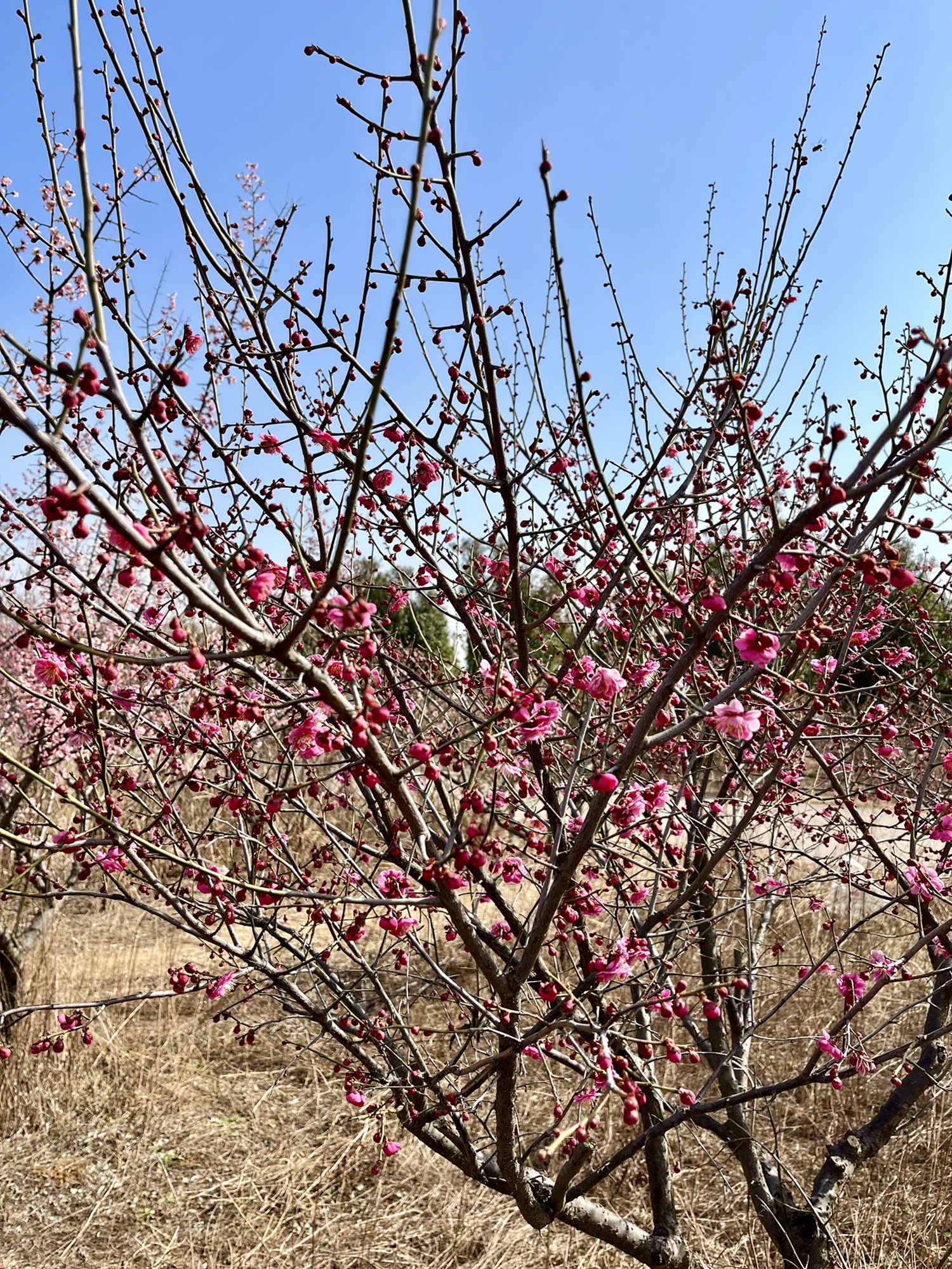 邵夫子墓旅行图片 1