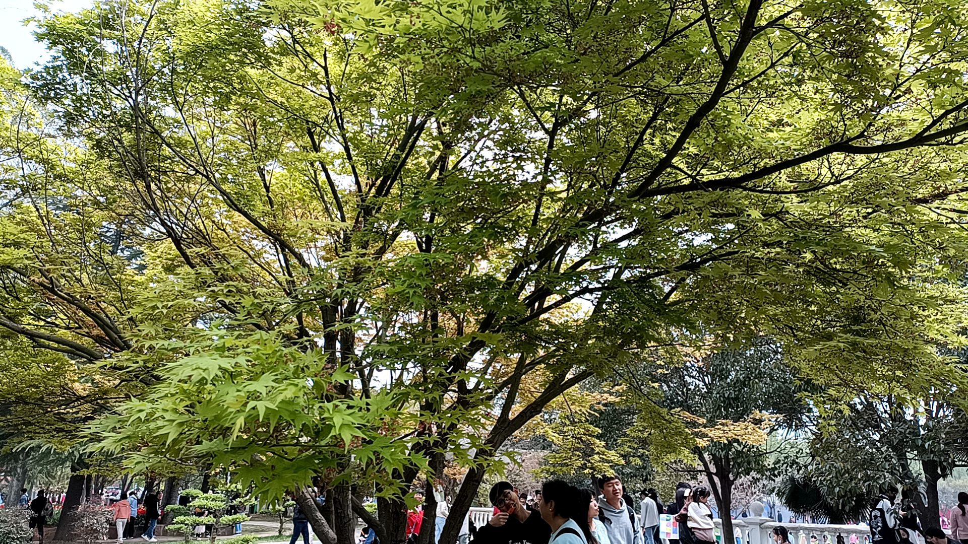 洛阳郁金香牡丹园旅行图片 2