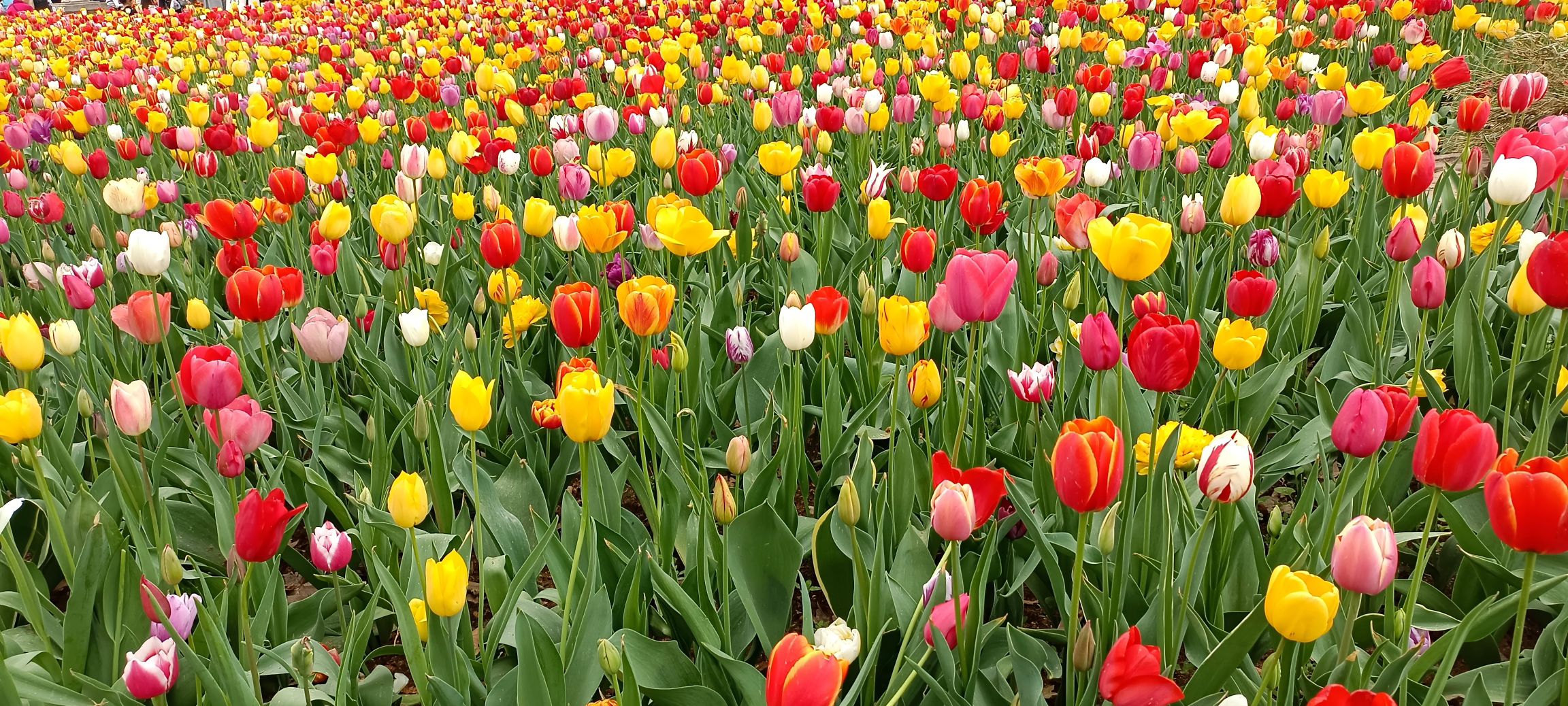 洛阳郁金香牡丹园旅行图片 1