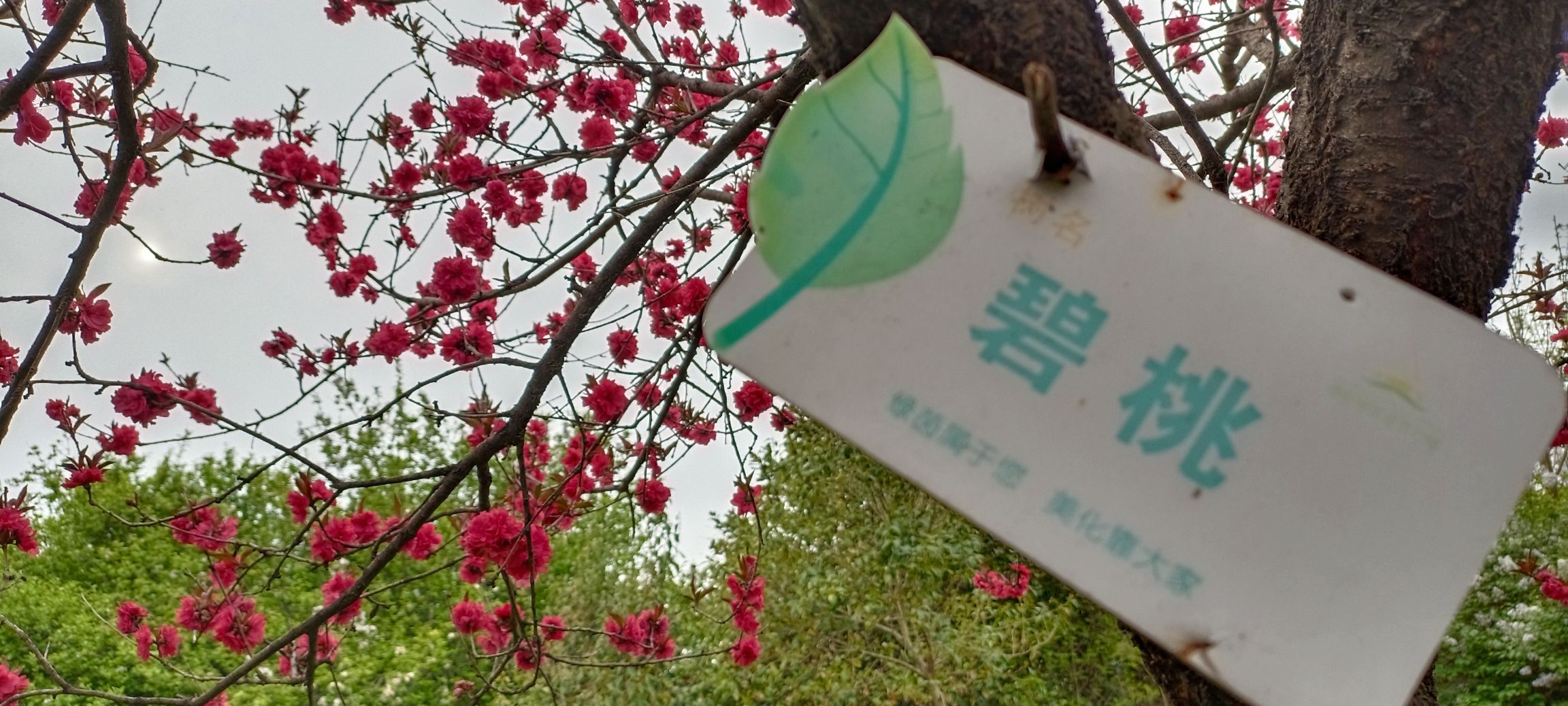 洛阳郁金香牡丹园旅行图片 3
