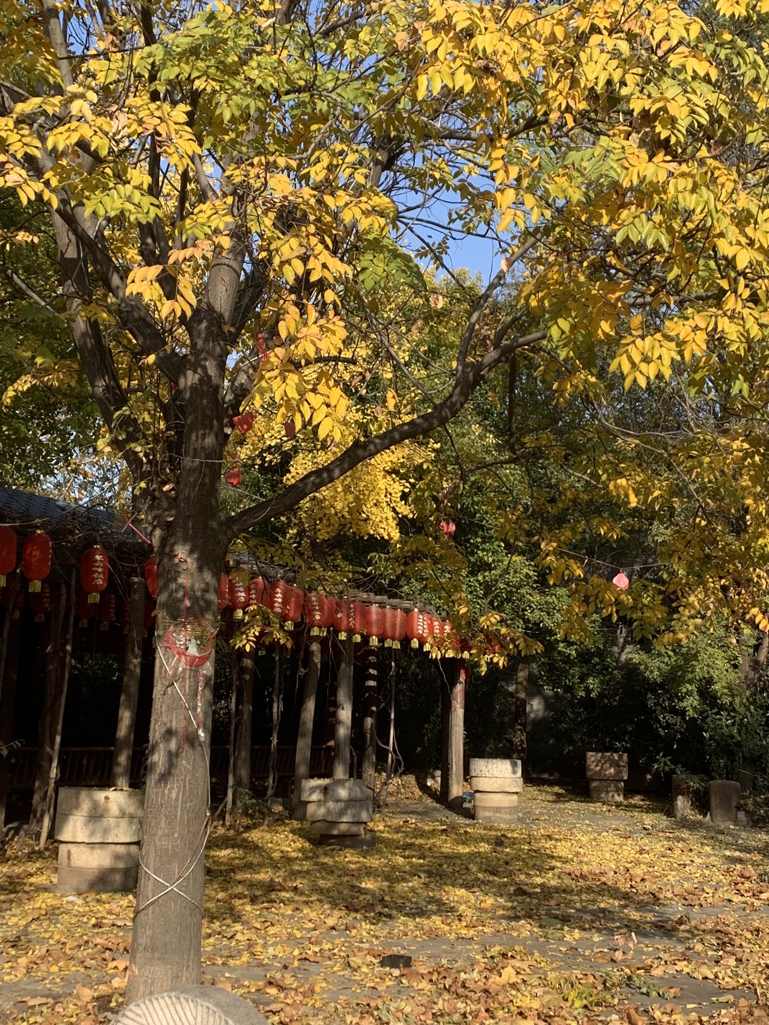 翠云峰森林公园旅行图片 3
