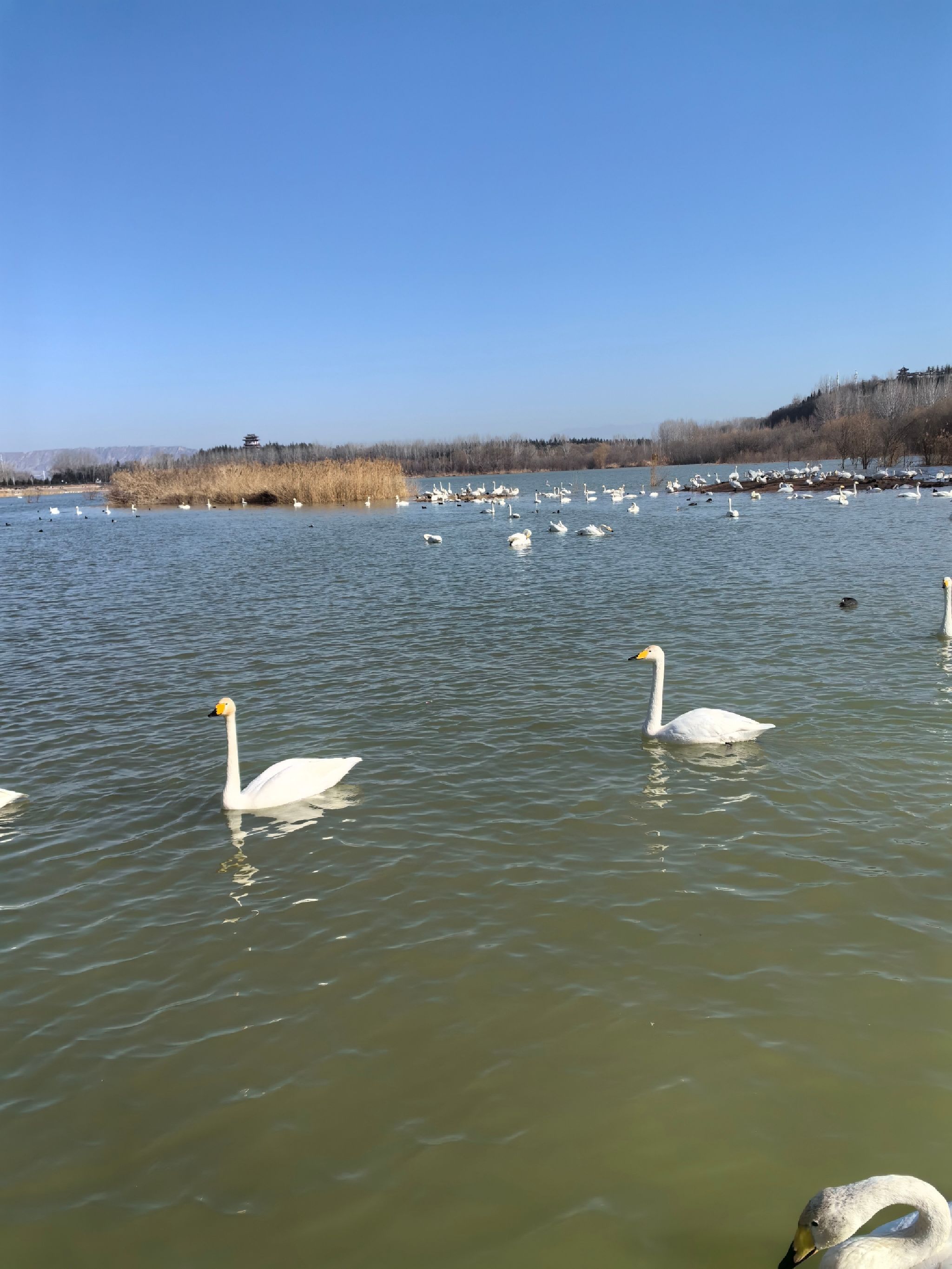 永宁湖公园旅行图片