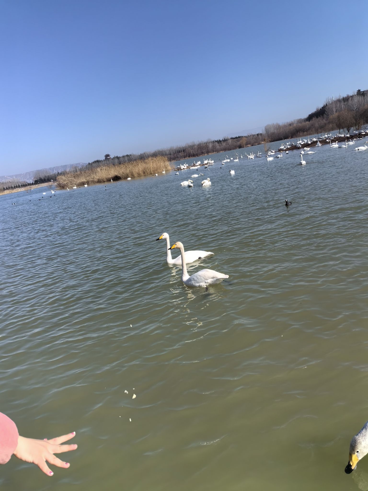 永宁湖公园旅行图片 2