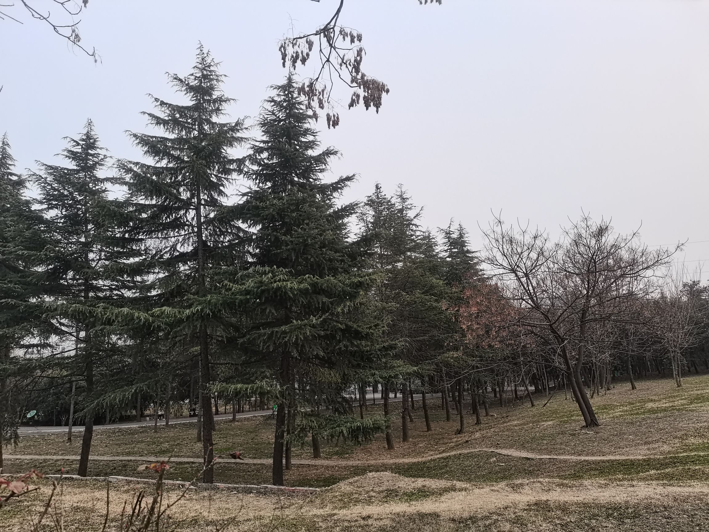 偃师区商城植物园旅行图片 2