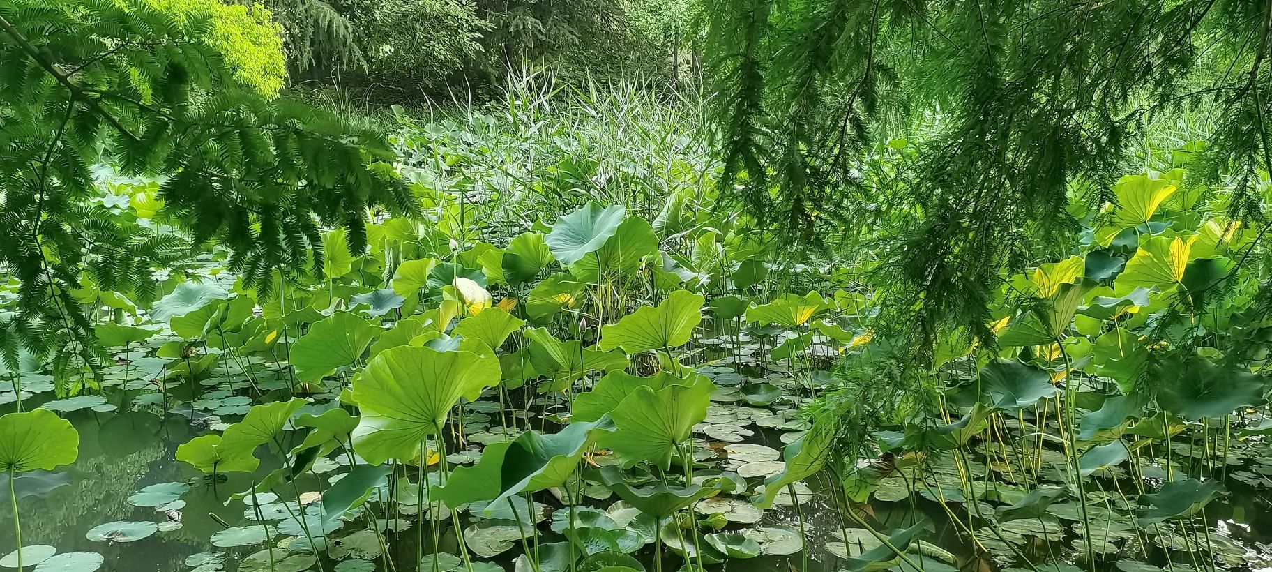 隋唐城遗址植物园旅行图片 2