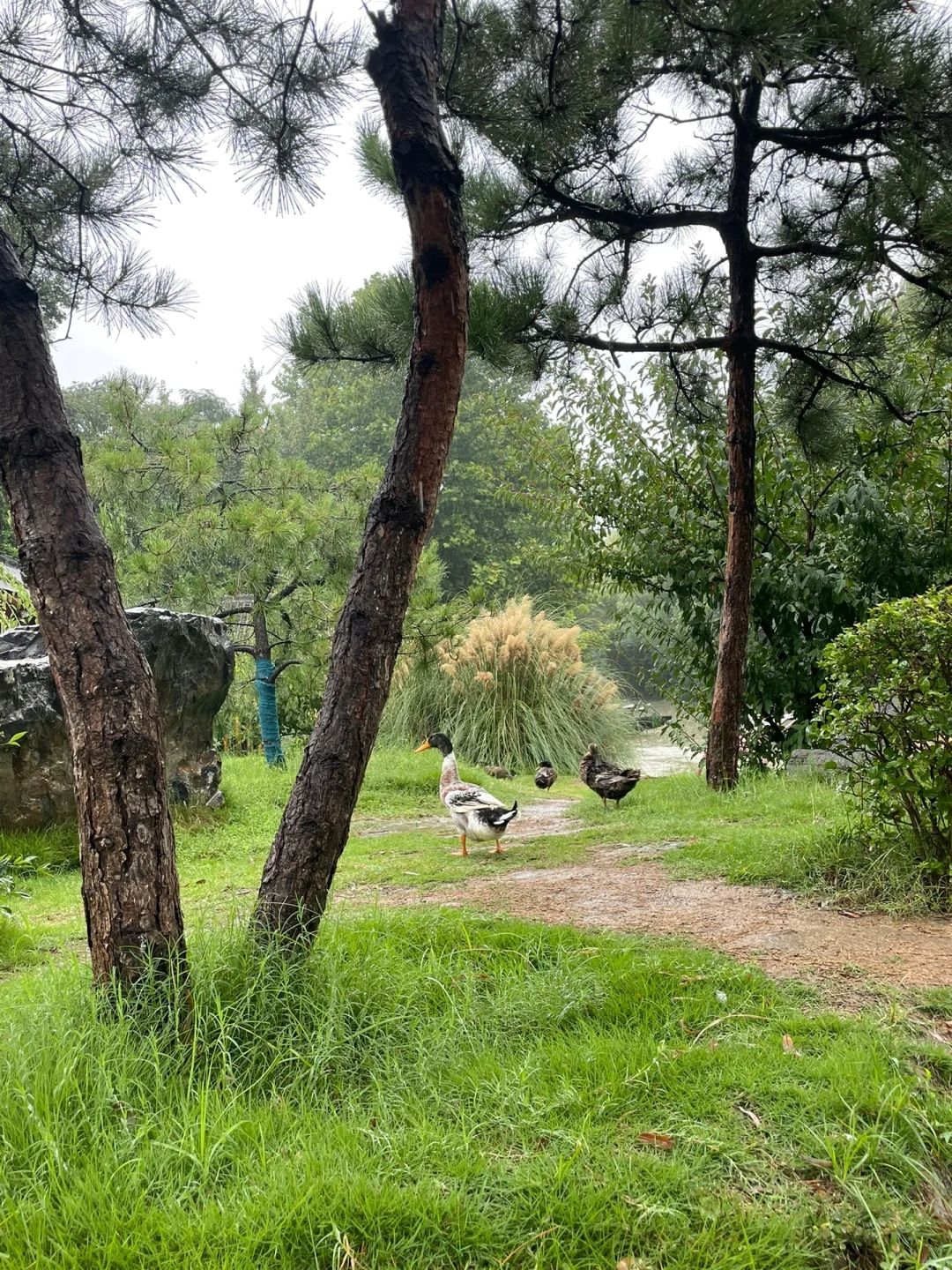 隋唐城遗址植物园旅行图片 2